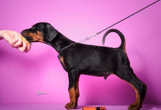 Doberman puppies