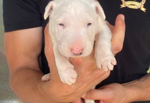 Standard bull terrier puppies