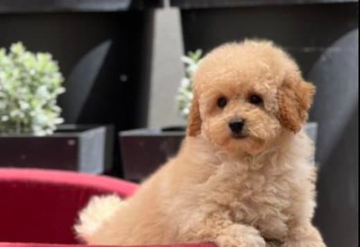 Miniature poodle puppies