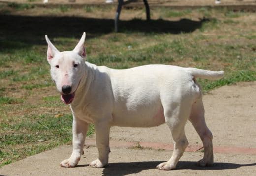 Miniature Bull Terrier puppies