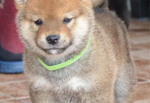 Shiba Inu  puppies