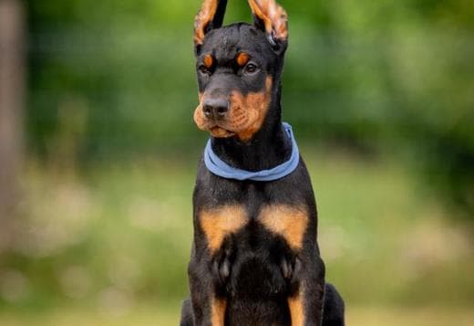 Doberman puppies