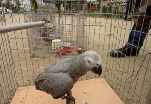 Male African Grey Parrots Available