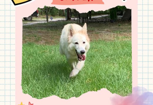 Gorgeous Female Berger Blanc Suisse AKA Swiss White Shepherd
