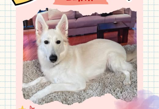 Gorgeous Female Berger Blanc Suisse AKA Swiss White Shepherd