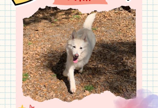 Gorgeous Female Berger Blanc Suisse AKA Swiss White Shepherd