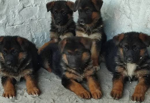 German Shepherd puppies