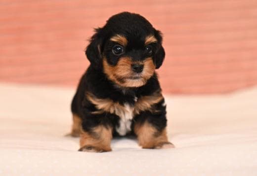 Havanese Bichon puppies