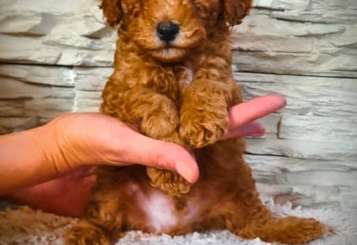 Mini Poodle puppies