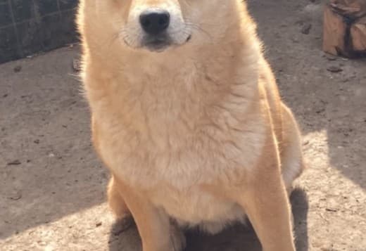 Shiba inu puppies