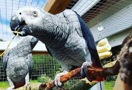 African Grey Parrots for your Kids
