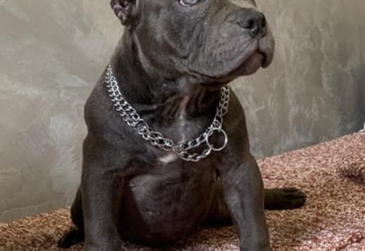 American Bully Exotic Micro  puppies