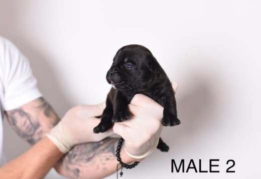 Pocket Micro American Bully  puppies