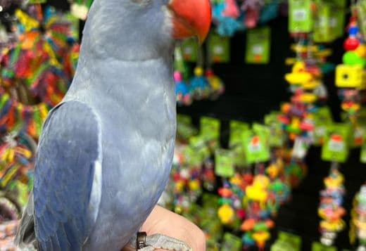 Indian Ringneck parakeets for sale