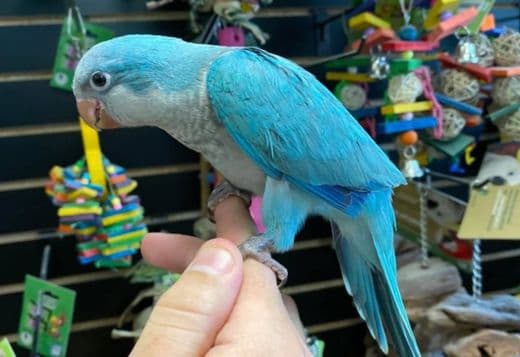 Quaker parakeets for sale