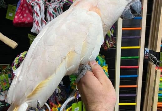 Young and tamed cockatoos birds for sale