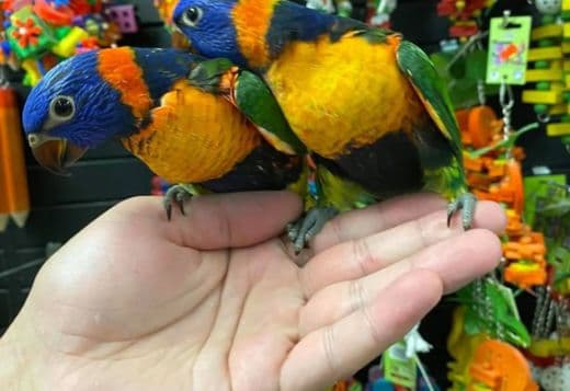 Beautiful and tamed Lorikeets babies for sale
