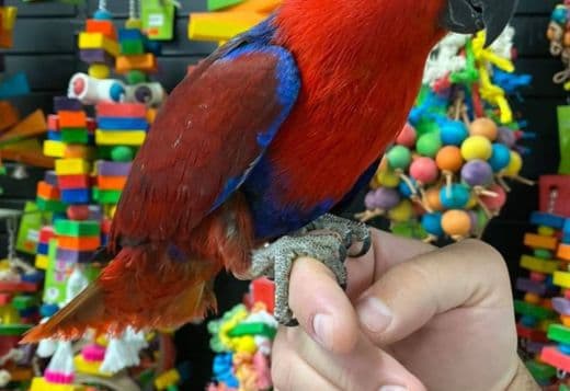 Male and Female Eclectus Parrots available