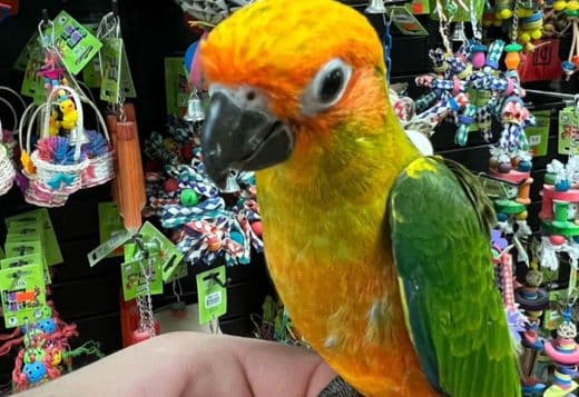 Tamed Conure birds for sale