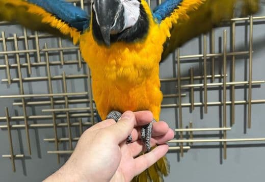 Talking birds/parrots for sale
