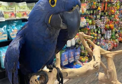 Hyacinth macaws for sale