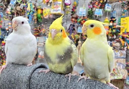 Pet birds for sale and adoption