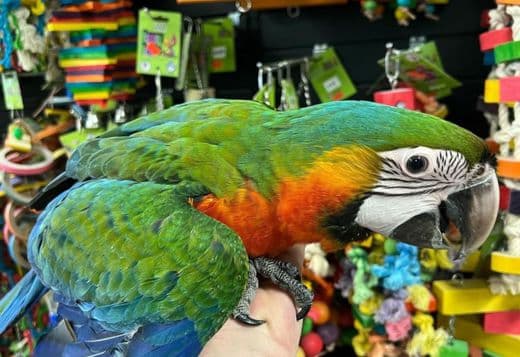 Talking birds/parrots for sale