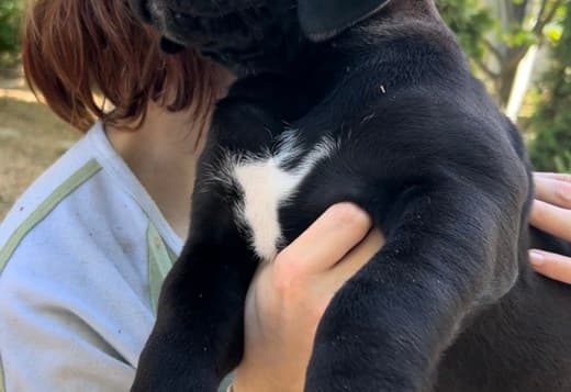 South African Mastiff Boerboel