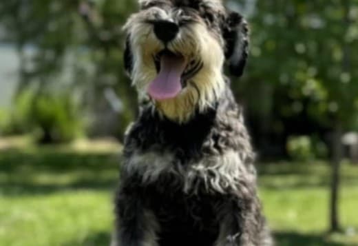Miniature schnauzer  puppies