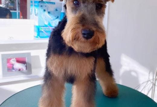 Welsh terrier puppies