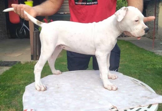 American bulldog  puppies