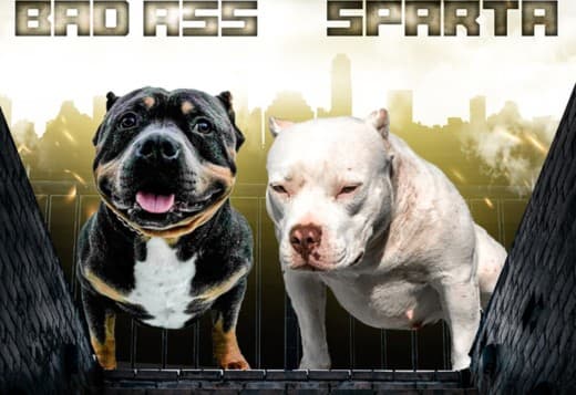 American Pocket Bully puppies