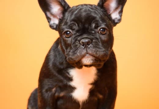 French Bulldog  puppies