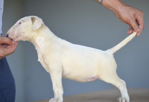 Standard bull terrier puppies