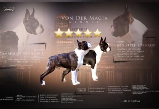 Boston Terrier  puppies for sale
