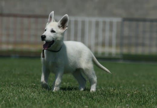 White Swiss Shepherd puppies