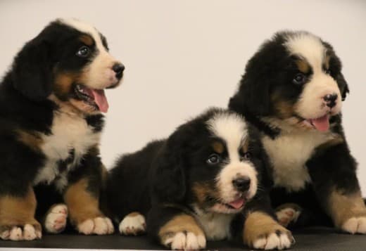 Bernese Mountain Dog puppies
