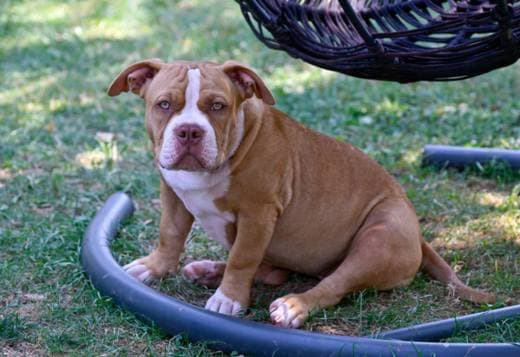 American Bully puppies for sale