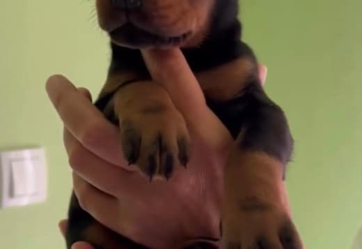 Doberman  puppies for sale