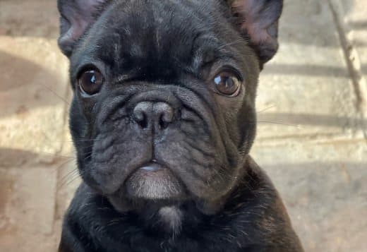 French Bulldog puppies