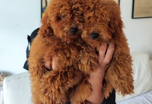 Red Miniature Poodle puppies