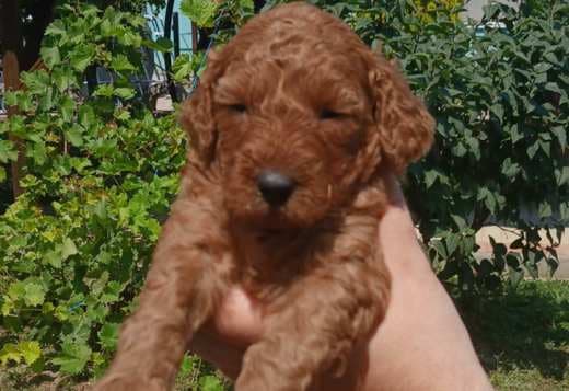 Toy Poodle  puppies for sale