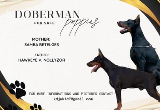 DOBERMAN puppies