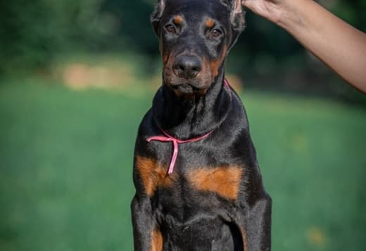 Doberman  puppies for sale