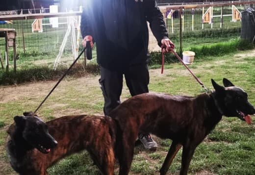 Dutch Shepherd  puppies