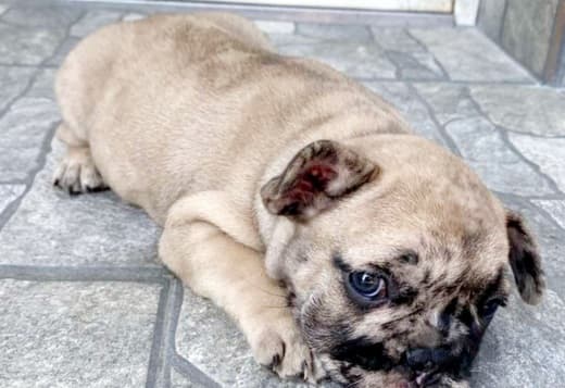 French Bulldog puppy