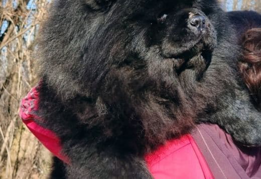 Chow Chow dogs for sale