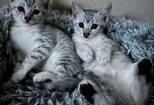 Mauma Mia Eygptian Mau Cattery