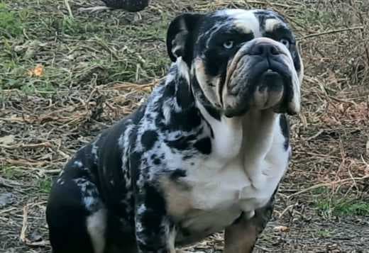 English Bulldog puppy