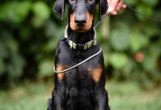 Doberman puppies